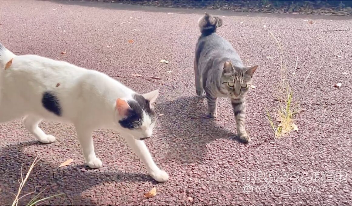 2匹揃ってこっちに向かって歩いて来る瞬間が可愛すぎた(ミーちゃん&しろ)