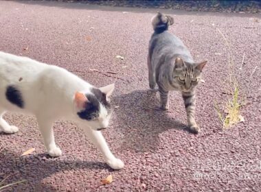 2匹揃ってこっちに向かって歩いて来る瞬間が可愛すぎた(ミーちゃん&しろ)