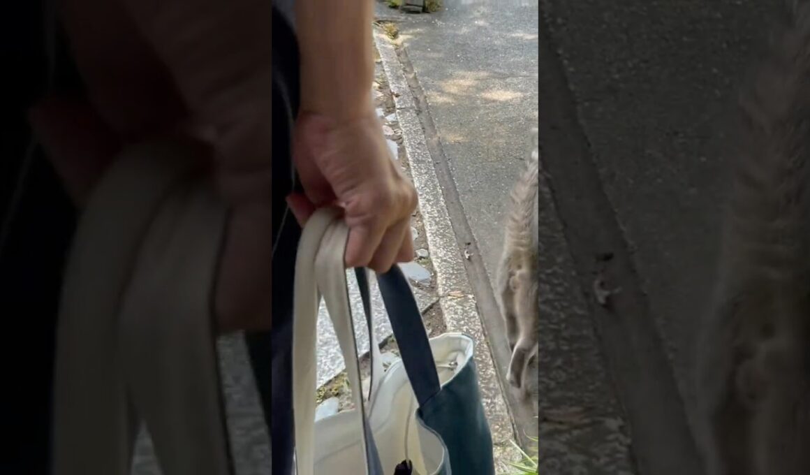 福井県坂井市丸岡町から..  大久保さんが片道4時間掛けて突然見えて..  ライブ配信しそびれて..  見送るおばあちゃんと猫… #風の猫 #cat #さっちゃん #保護猫 #かぜのねこ