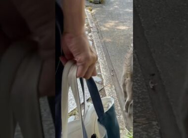 福井県坂井市丸岡町から..  大久保さんが片道4時間掛けて突然見えて..  ライブ配信しそびれて..  見送るおばあちゃんと猫… #風の猫 #cat #さっちゃん #保護猫 #かぜのねこ