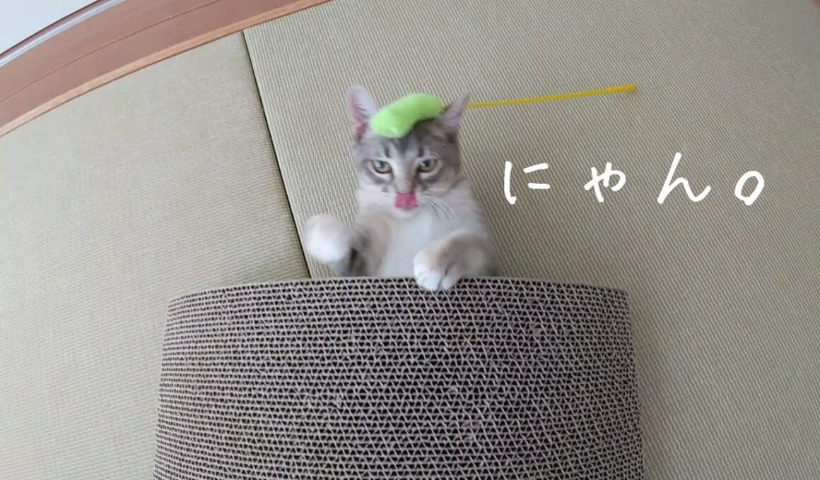 【文字少なめ】遊ぶるるちゃんを眺める動画【アメリカンカールの立ち耳の猫】