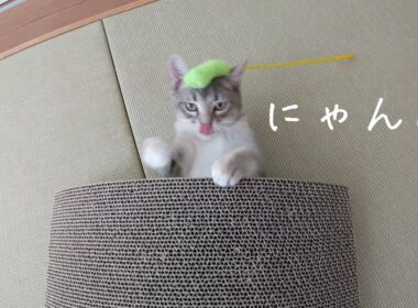 【文字少なめ】遊ぶるるちゃんを眺める動画【アメリカンカールの立ち耳の猫】