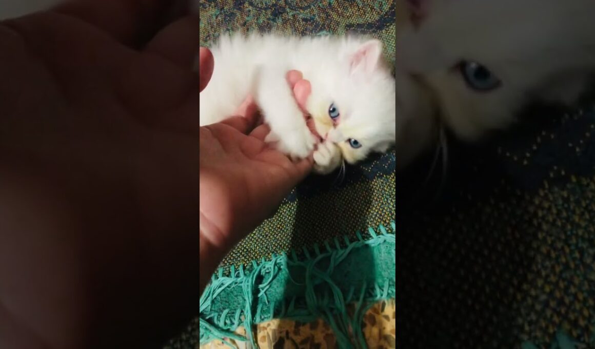 cutie 💖🐣🥰 #cat #cute #kitten #luckyainncats #cutecat #好きな子猫 #赤ちゃん #cutecat #new