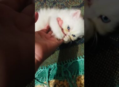 cutie 💖🐣🥰 #cat #cute #kitten #luckyainncats #cutecat #好きな子猫 #赤ちゃん #cutecat #new