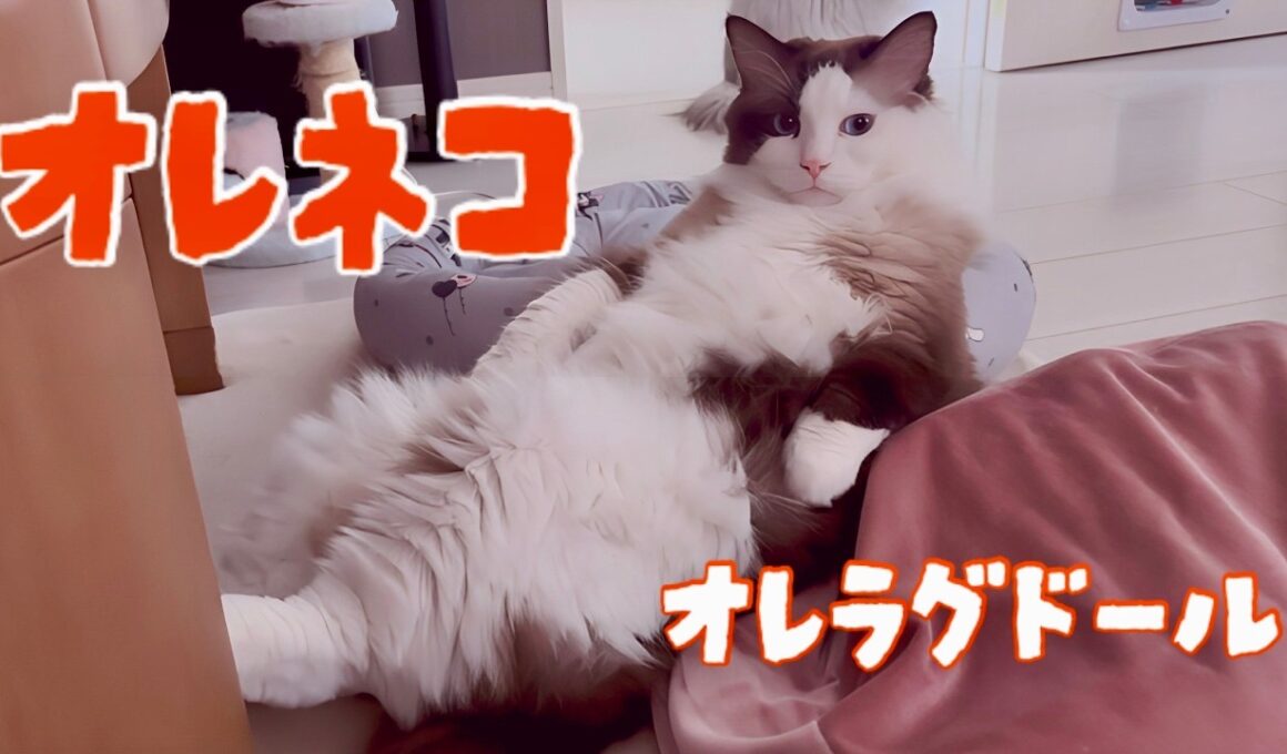 【でぶ猫】多頭飼いってこんな感じ【アメショ・ペルシャ・ラグドール】😈