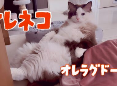 【でぶ猫】多頭飼いってこんな感じ【アメショ・ペルシャ・ラグドール】😈