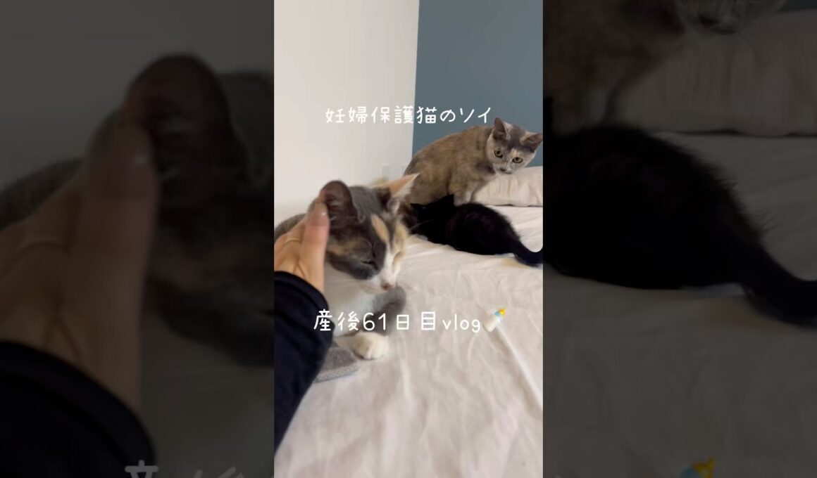 妊婦保護猫のソイ🤎産後６１日目vlog｜産後、初めてソイがベッドに来てくれました⭐️ #保護猫 #猫の出産 #妊娠猫 #子猫の成長記録 #cat #rescuecat