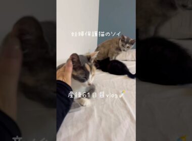 妊婦保護猫のソイ🤎産後６１日目vlog｜産後、初めてソイがベッドに来てくれました⭐️ #保護猫 #猫の出産 #妊娠猫 #子猫の成長記録 #cat #rescuecat