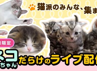 【猫派のみんな集まれ！】ネコちゃんだらけのループライブ配信