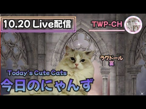 今日のにゃんず10.20🐱#live#live配信#ライブ#ライブ配信#ライブ配信中#猫配信#猫動画#ミヌエット#ラガマフィン#ラグドール#猫#ネコ#子猫#cat#cute#kitten#minuet