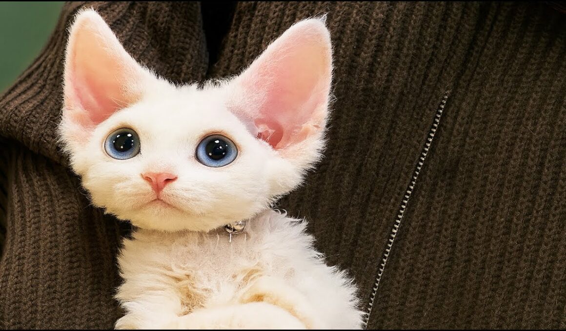 デボンレックスに会いましょう😺 | おとぎ話から飛び出してきたような巻き毛の猫✨