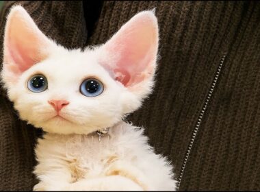 デボンレックスに会いましょう😺 | おとぎ話から飛び出してきたような巻き毛の猫✨