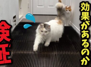 【神回リメイク】100均のトゲトゲは本当に効果があるのか検証した結果とんでもない事実が…！！！【関西弁でしゃべる猫】【猫アテレコ】