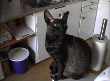 The cat Viggo, a Cornish rex.