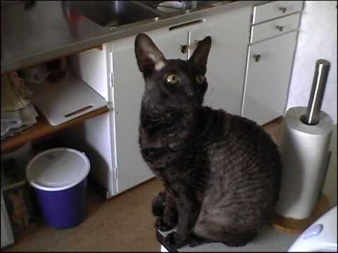 The cat Viggo, a Cornish rex.
