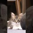ボールの陰に隠れた子猫が突然ジャンプ！？【赤ちゃん猫　保護猫】