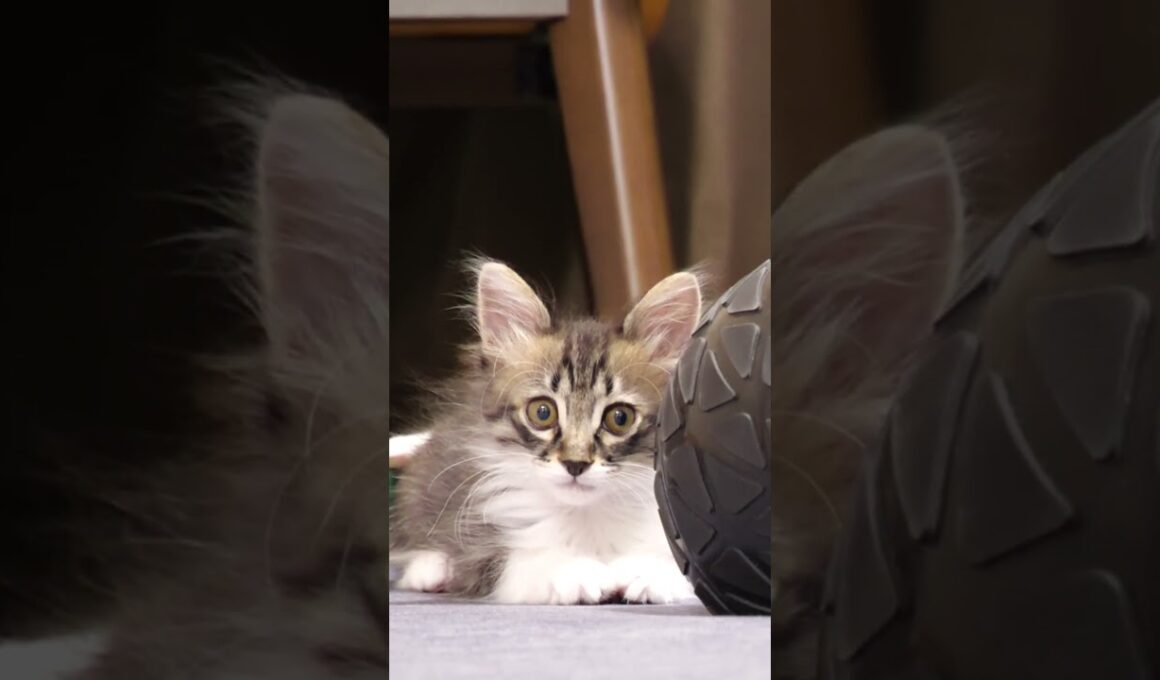 ボールの陰に隠れた子猫が突然ジャンプ！？【赤ちゃん猫　保護猫】