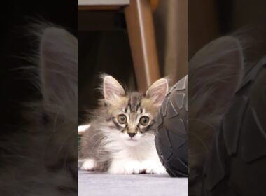 ボールの陰に隠れた子猫が突然ジャンプ！？【赤ちゃん猫　保護猫】