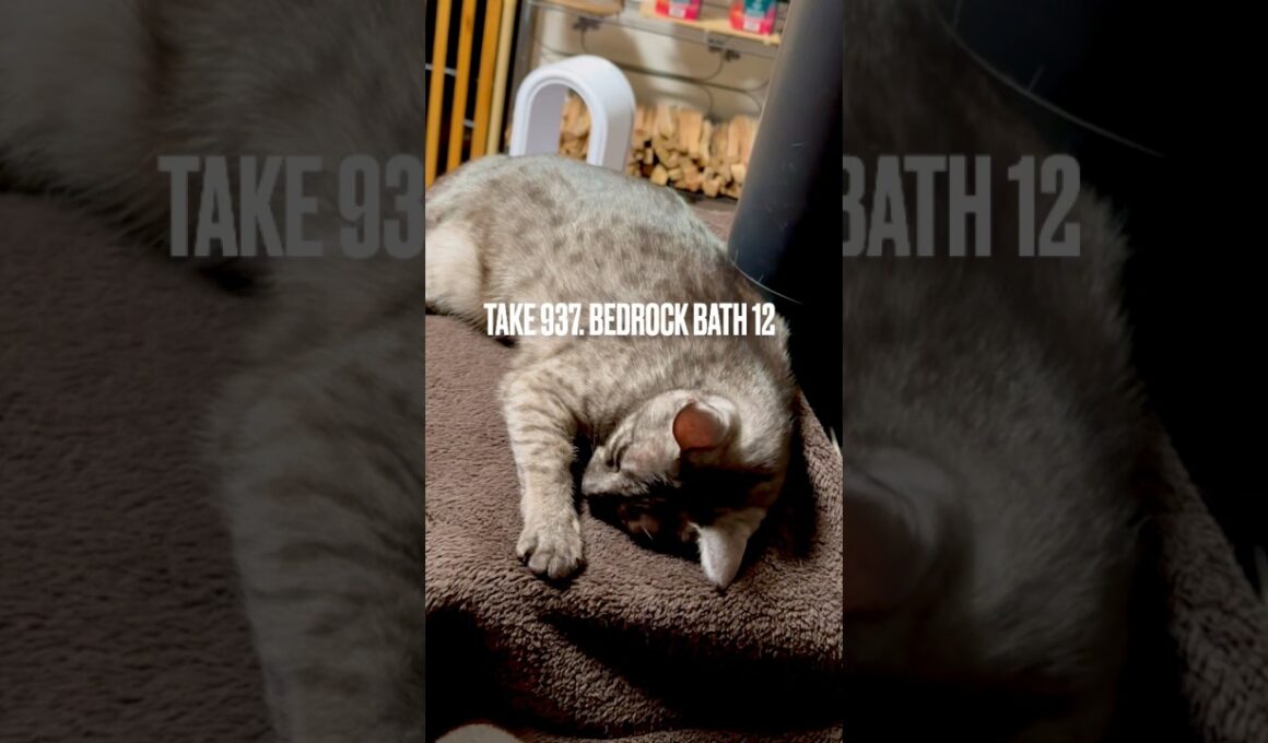 #薪ストーブ の #余熱 で #岩盤浴 #ぬぐだまる猫 #egyptianmaucat #エジプシャンマウ #エジプシャンマウスモーク #エジプシャンマウの仲間たち #天然石 #shorts