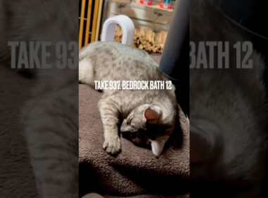 #薪ストーブ の #余熱 で #岩盤浴 #ぬぐだまる猫 #egyptianmaucat #エジプシャンマウ #エジプシャンマウスモーク #エジプシャンマウの仲間たち #天然石 #shorts