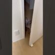 ママに会いにきた猫スルタン【スフィンクス】