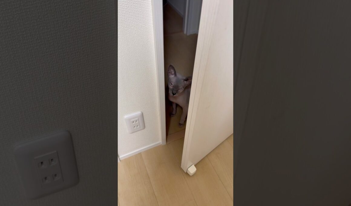 ママに会いにきた猫スルタン【スフィンクス】