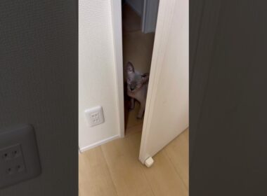 ママに会いにきた猫スルタン【スフィンクス】