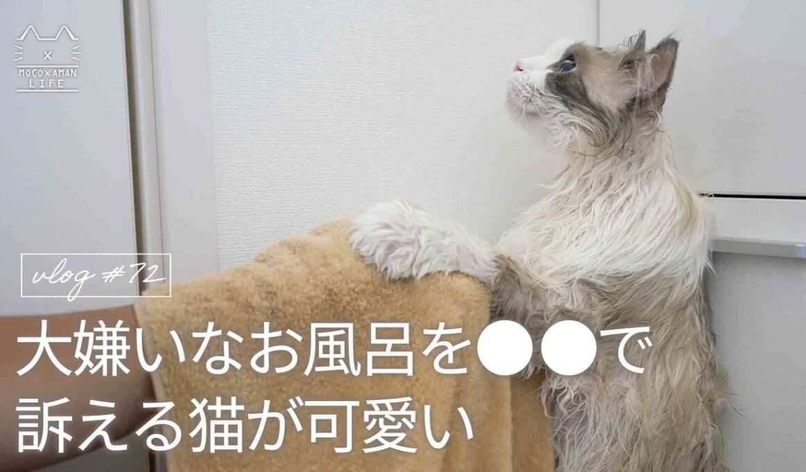 大嫌いなお風呂を○○で訴える猫が可愛い｜ラグドール猫 #72