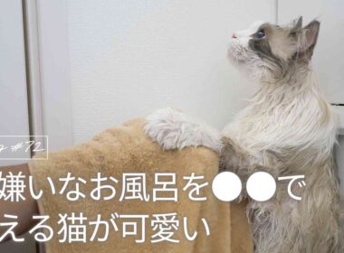 大嫌いなお風呂を○○で訴える猫が可愛い｜ラグドール猫 #72