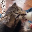 【まさかの展開】子猫が大喜びしたある物とは