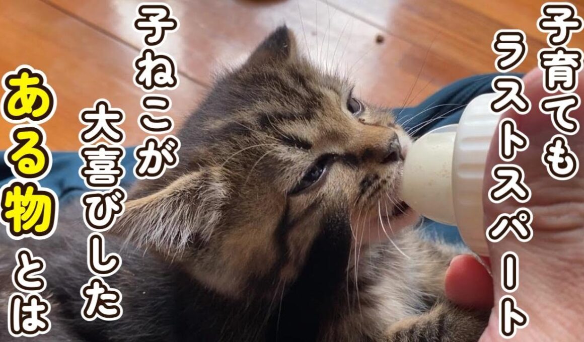 【まさかの展開】子猫が大喜びしたある物とは