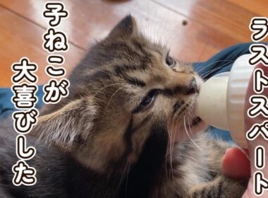 【まさかの展開】子猫が大喜びしたある物とは