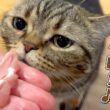 お刺身大好きな食いしん坊猫の意外な秘密とは…！？
