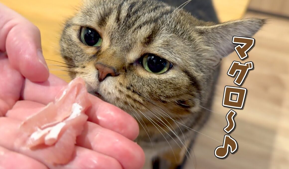 お刺身大好きな食いしん坊猫の意外な秘密とは…！？