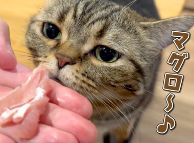お刺身大好きな食いしん坊猫の意外な秘密とは…！？
