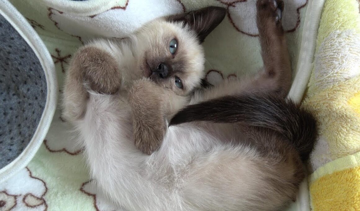 寝起きパフォーマンスが妙に可愛い赤ちゃんシャム子猫😻✴