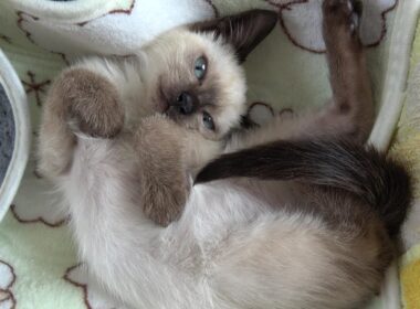 寝起きパフォーマンスが妙に可愛い赤ちゃんシャム子猫😻✴