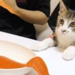 生まれて初めてサーモンを食べた子猫の反応がこちらです...笑