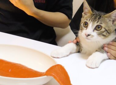 生まれて初めてサーモンを食べた子猫の反応がこちらです...笑