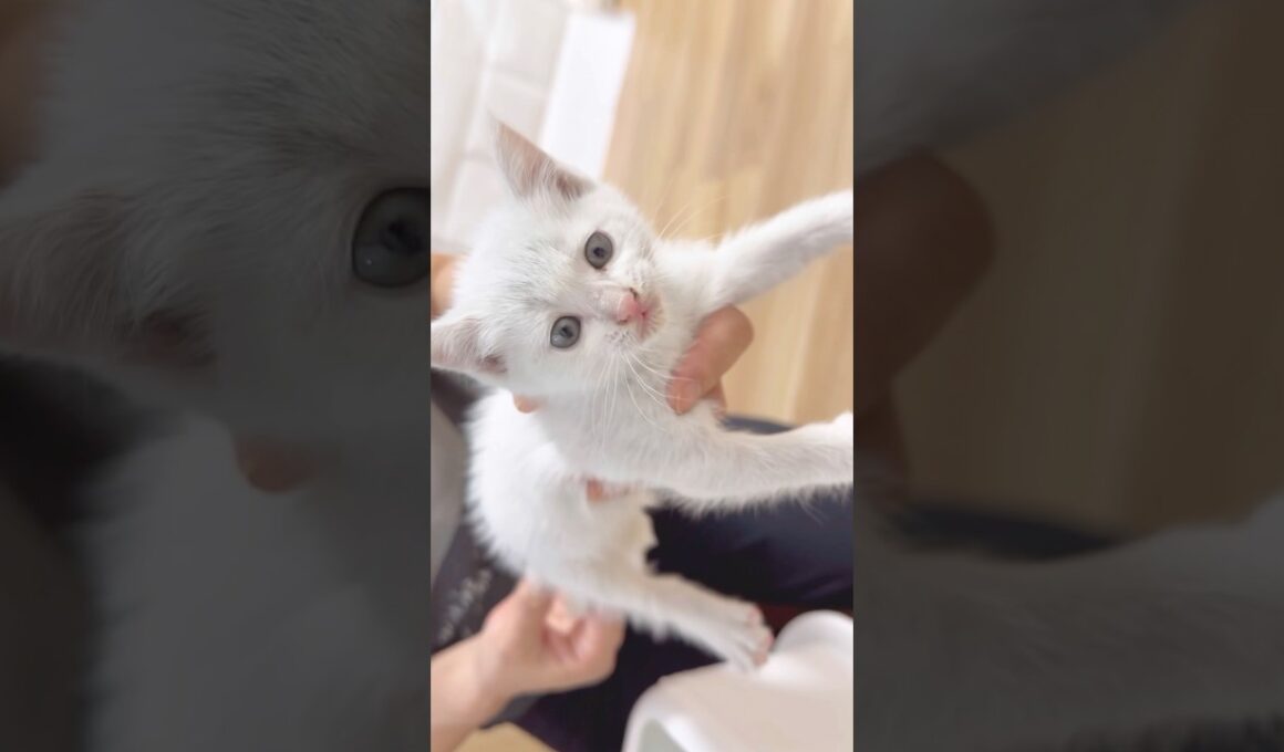 【保護子猫】初めてのトイレ💕 #cat