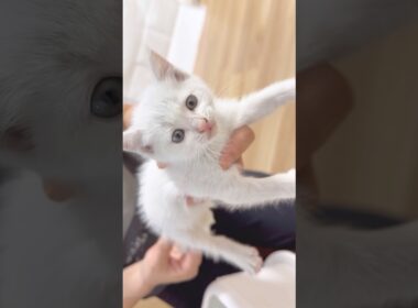 【保護子猫】初めてのトイレ💕 #cat