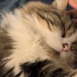 急に寒くなったので猫が布団に潜り込んでくるようになりました