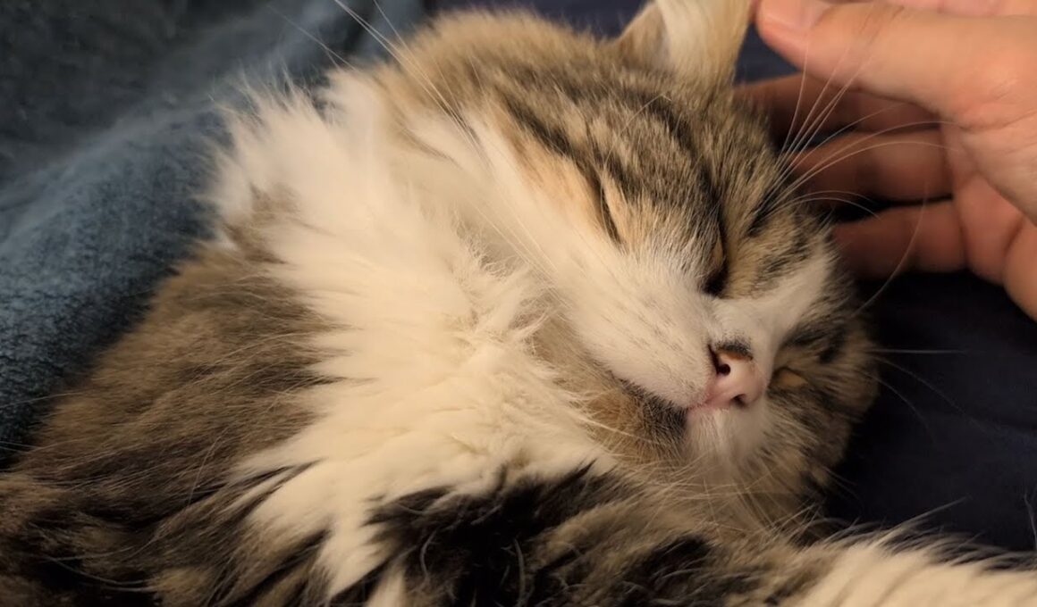 急に寒くなったので猫が布団に潜り込んでくるようになりました