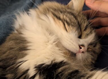 急に寒くなったので猫が布団に潜り込んでくるようになりました