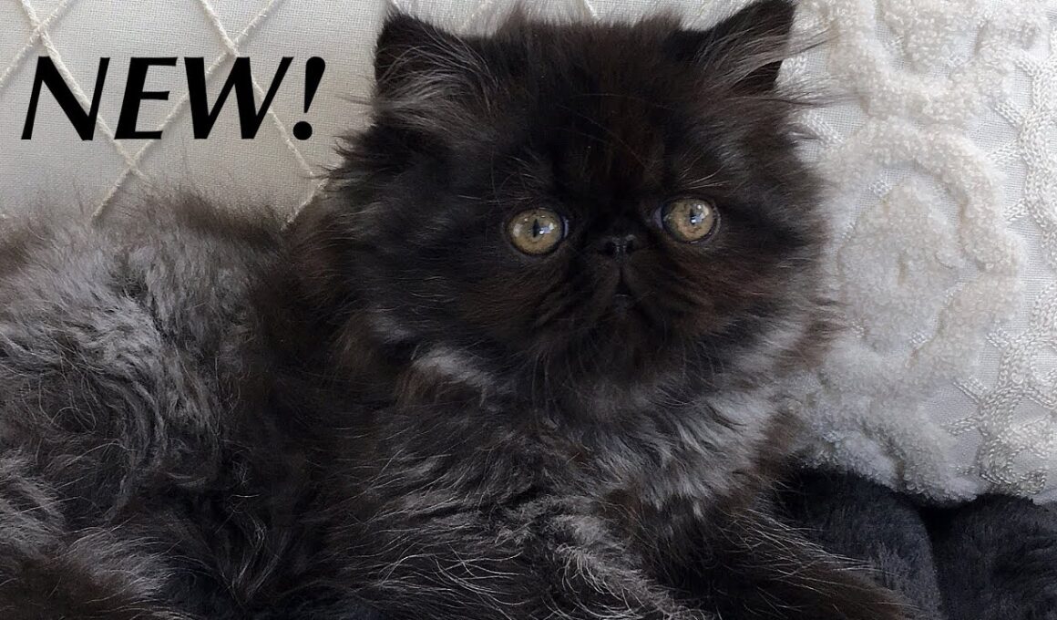 NEW! Available Persian & Himalayan Kittens