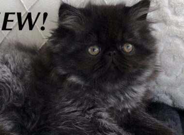 NEW! Available Persian & Himalayan Kittens