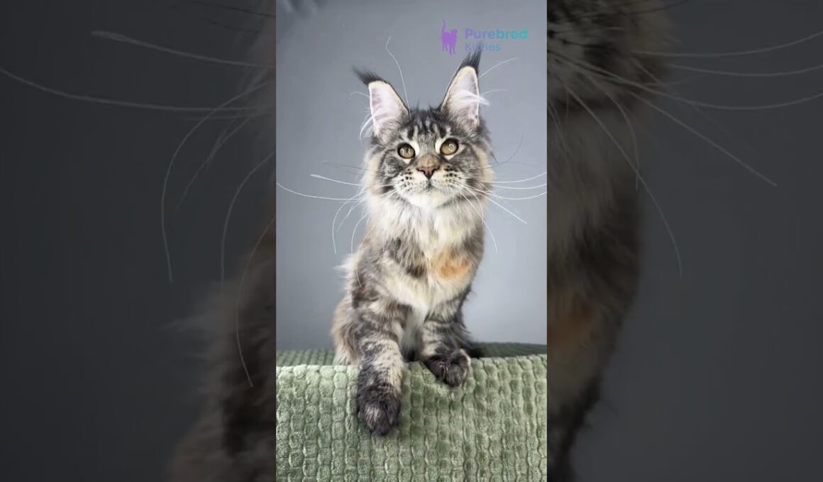 Adopt Havana: The Stunning Brown Tortoise Classic Tabby Maine Coon Kitten 🐾 High Ears! #MaineCoon