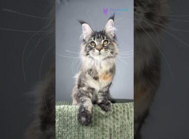Adopt Havana: The Stunning Brown Tortoise Classic Tabby Maine Coon Kitten 🐾 High Ears! #MaineCoon