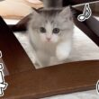 子猫が生まれて初めてケージの外に出れたらこうなったw w w