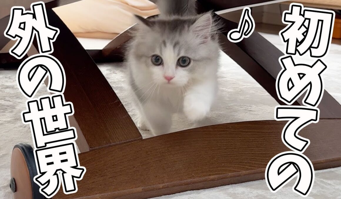 子猫が生まれて初めてケージの外に出れたらこうなったw w w
